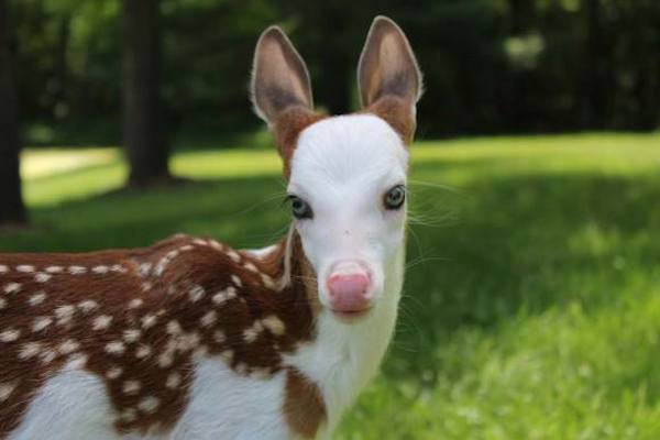 White fawn adopted by farmer