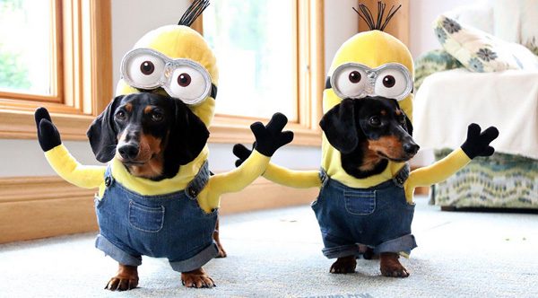 wiener minions
