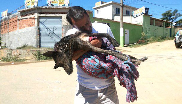 dog with terrible head wound saved