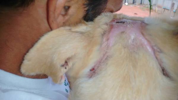 wilson-head-wound