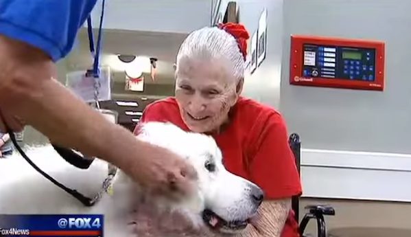 Winston therapy dog