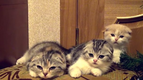 yawning kittens