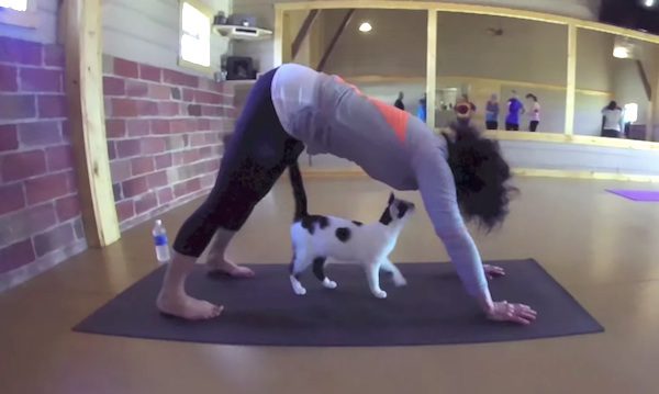 yoga-cats