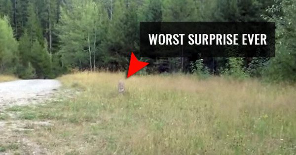 Cyclist Comes Face To Face With Mountain Lion Stalking Him