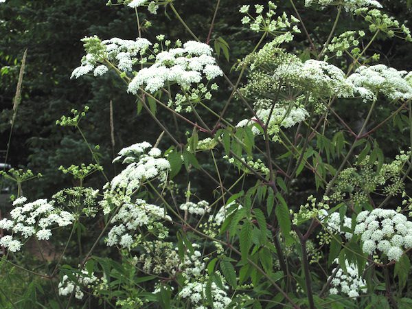 Cicuta_maculata