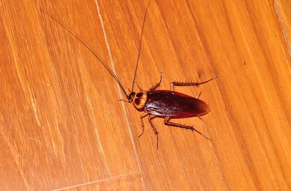 Cockroach-topview-01