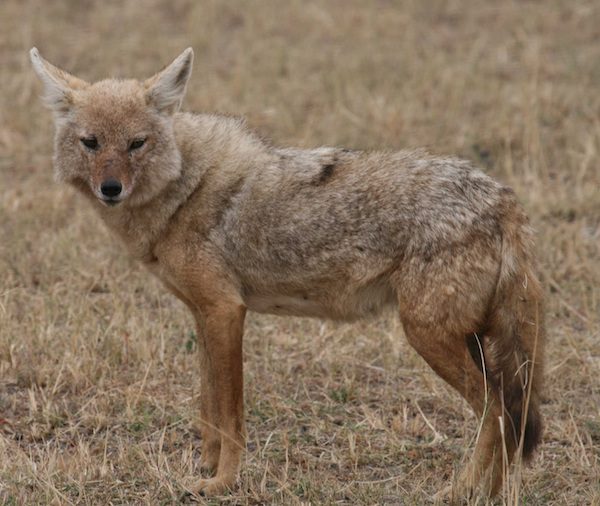 Golden_jackal_small
