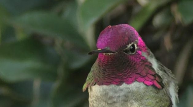 anna's hummingbird