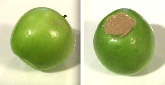 How To Make An Edible ‘Kong’ Alternative For Your Dog That’s Tasty And Easy To Make