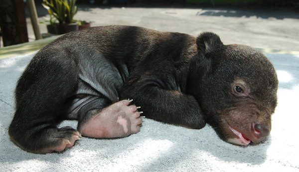 asiatic bear cub