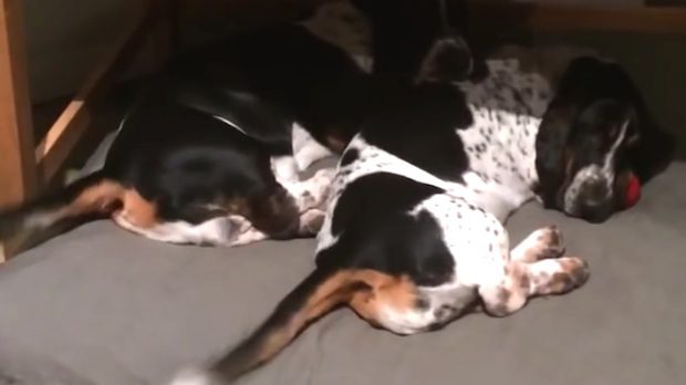 basset hounds wag tails