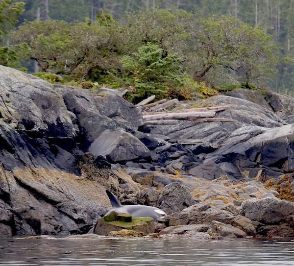 beached-orca-1