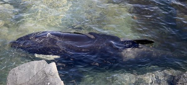 beached-orca-2