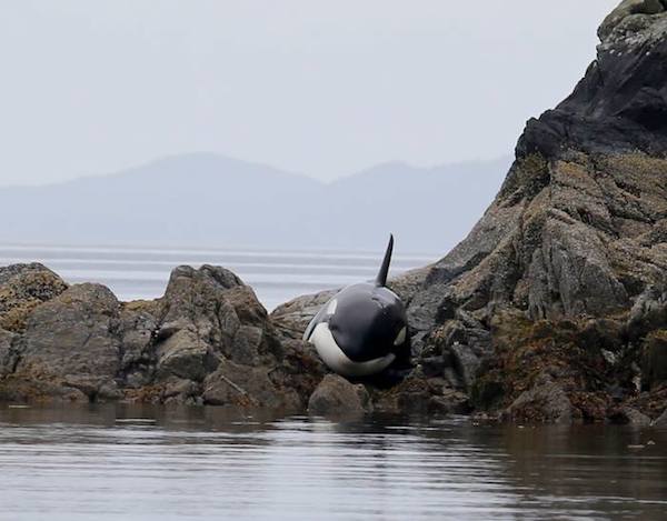 beached-orca-3