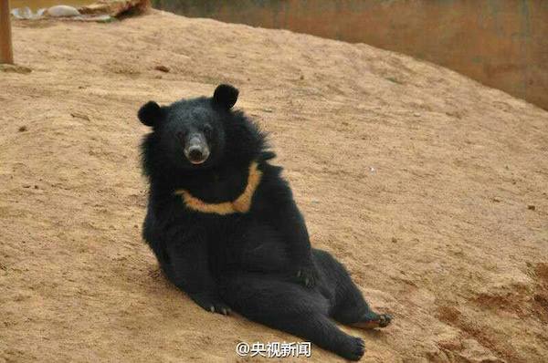 bear-puppy-3