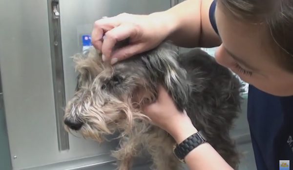 Benji rescued