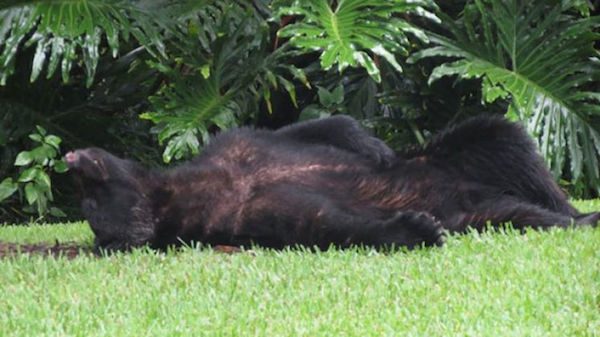 florida black bear