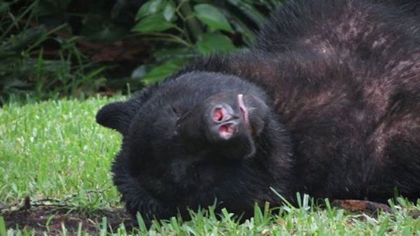 florida black bear