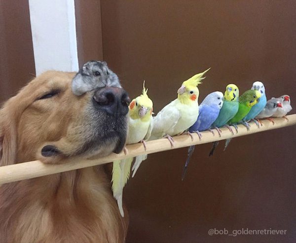 bob the golden retriever