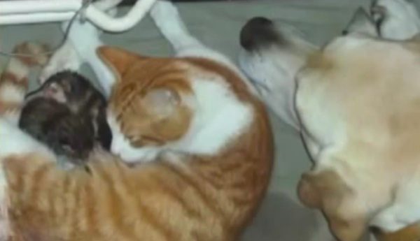 dog helps cat to give birth