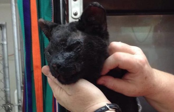 Cat Miraculously Survives California Wildfires And Purrs For His Rescuers’ Attention