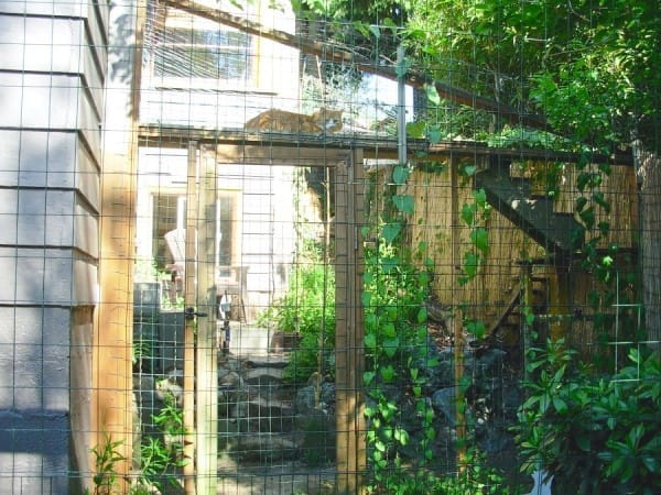 catios-2