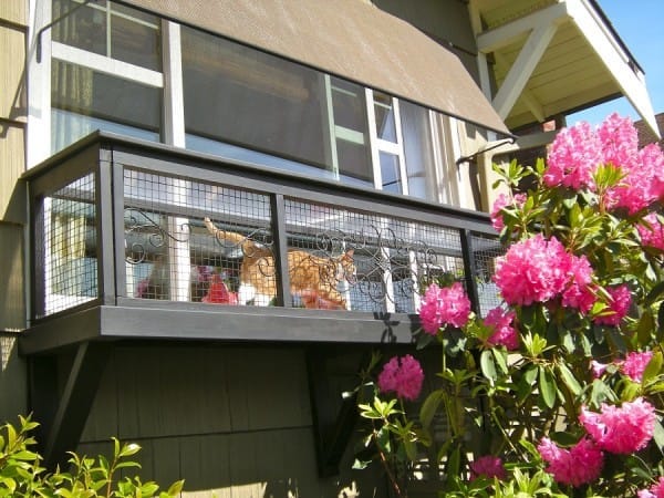 catios-4