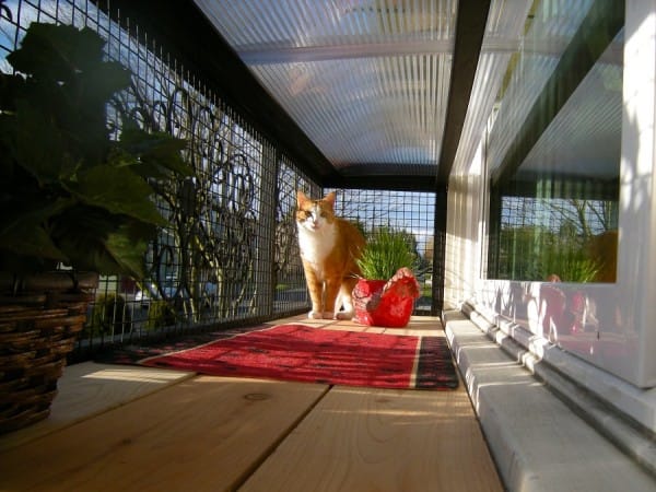 catios-5