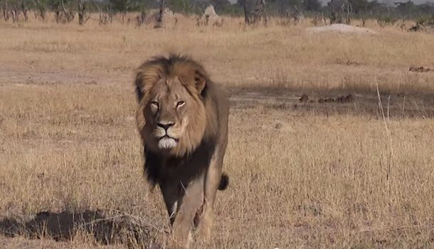 cecil the lion