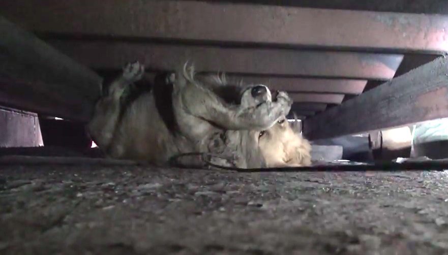 Clarabelle the dog rescued