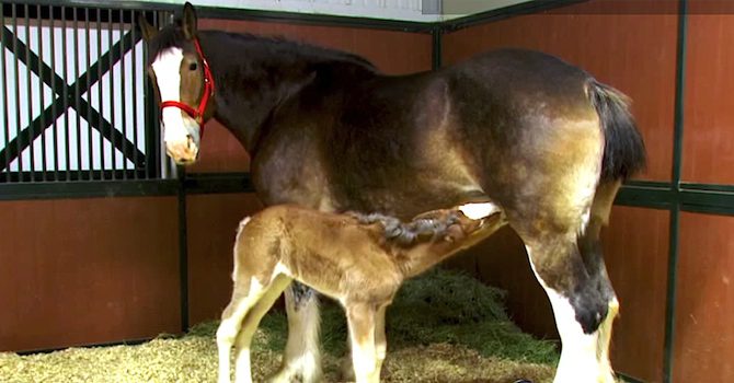Amazing Story Behind The Budweiser Baby Clydesdales