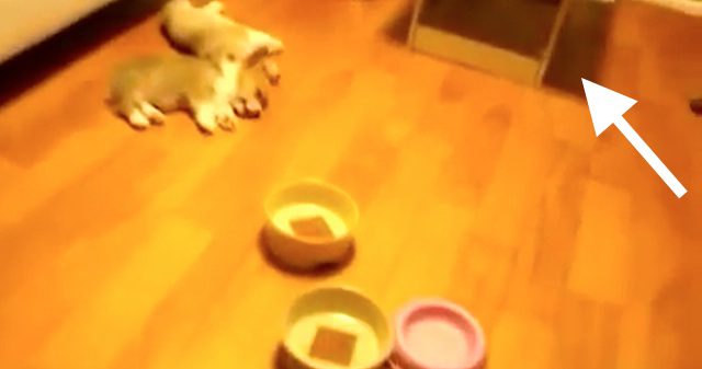 corgi puppies swarm
