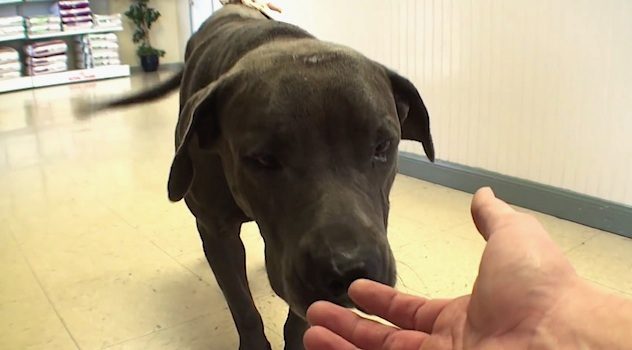 vet ranch cares for dog