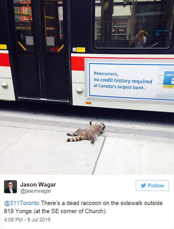 People In Toronto Make Sidewalk Memorial For Deceased Raccoon Awaiting City S Pick Up