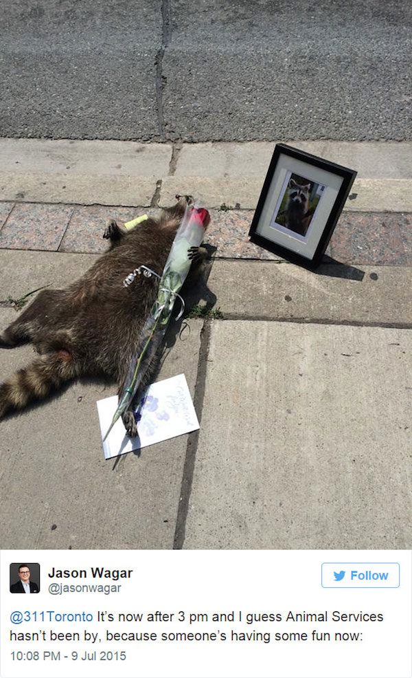 dead-raccoon-4