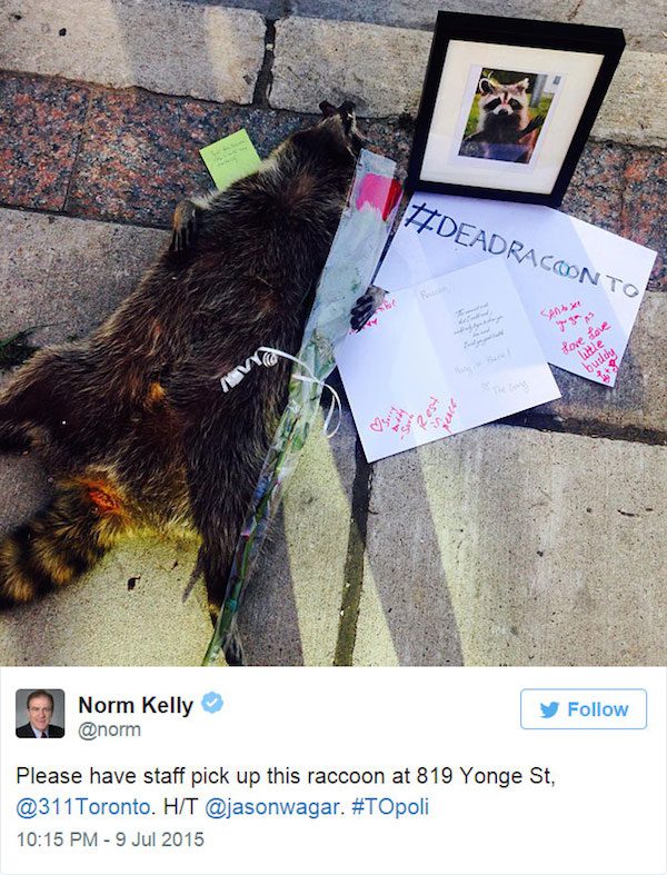 dead-raccoon-5