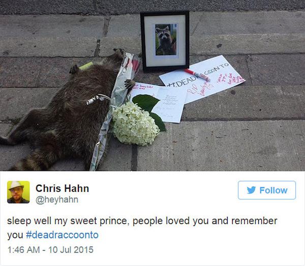 dead-raccoon-7