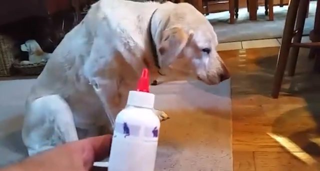 Dog Has The Funniest Reaction When Told She Has To Get Her Ears Cleaned