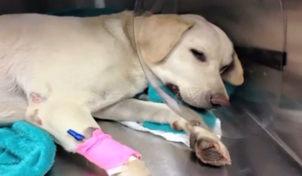 Devon the Lab rescued