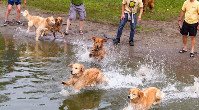 dog camp