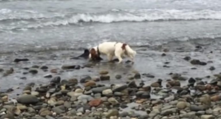 Man Hears His Dog’s Panicked Bark And Finds Beached Baby Dolphin