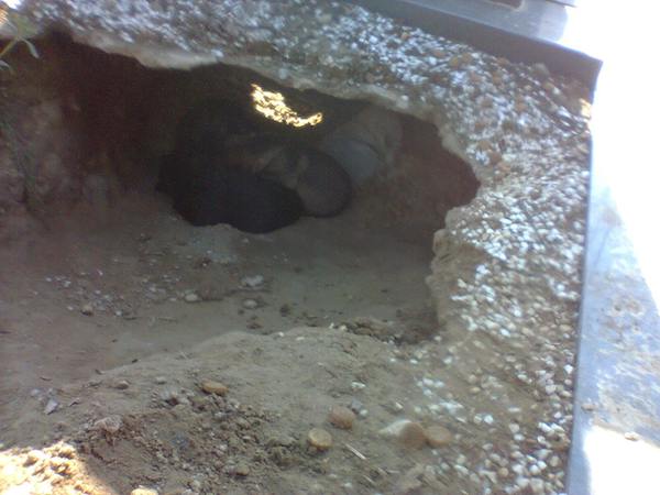 dog-grave-9