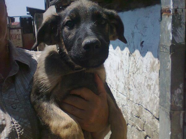 dog-grave-puppy-4