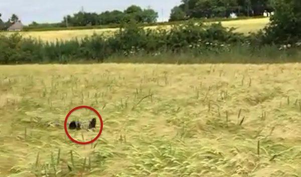 Small Dog Finds A Way To Spot His Human In Wheat Field