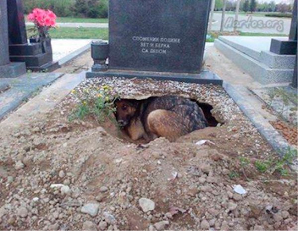 dog in grave