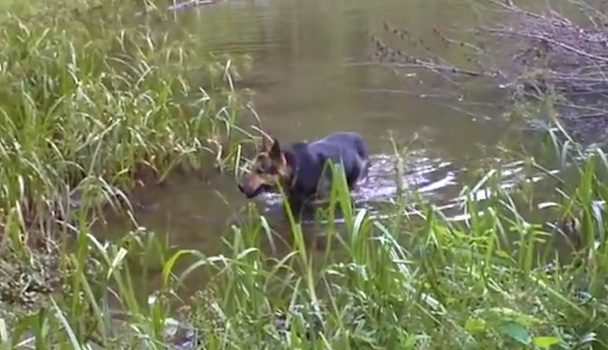 dog in marsh