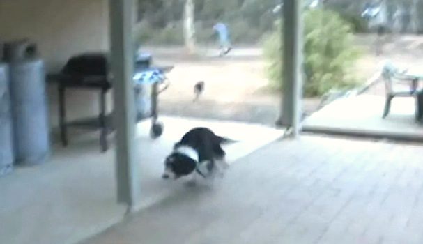 Happy Dog Goes Absolutely Crazy When He Reunites With His Best Friend