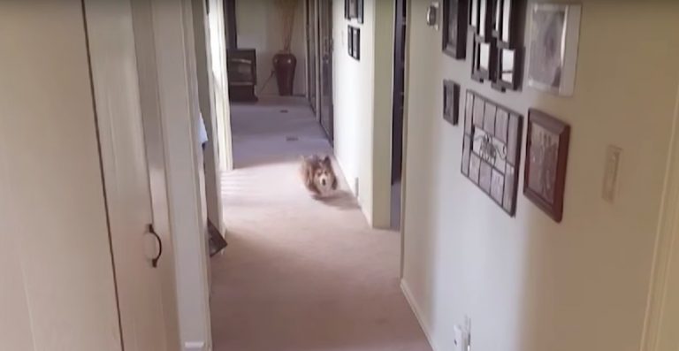 dog loves showers