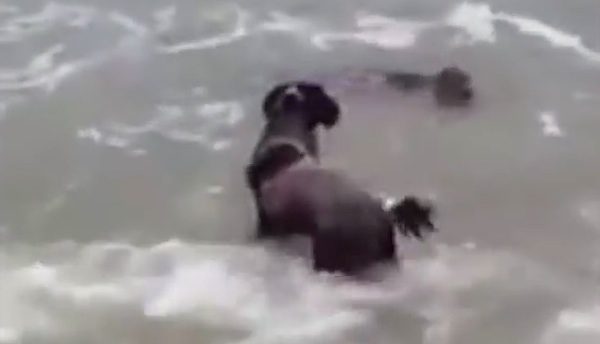 dog meets seal