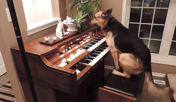 dog plays the piano